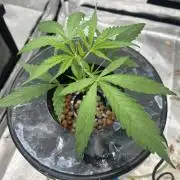 Strawberry Cough (DWC) 2