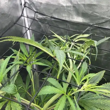 Desfran in hydro