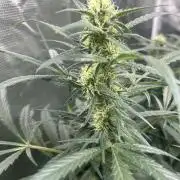Maui Waui (DWC) 2