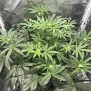 Afghan Kush (DWC)
