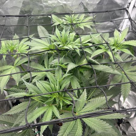 Afghan Kush (DWC)