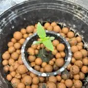 Hella Jelly (DWC)