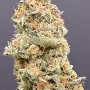 Dream Widow (DWC)