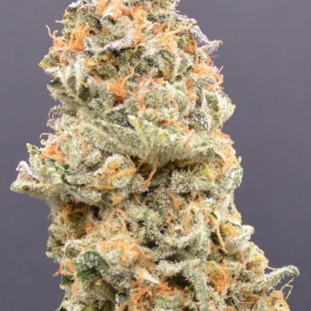 Dream Widow (DWC)