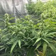Golden Tiger (DWC)