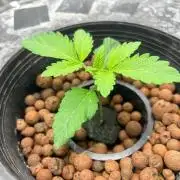 Chocolope (DWC)