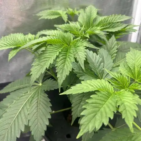 Blimburn Blue Dream in Hydro