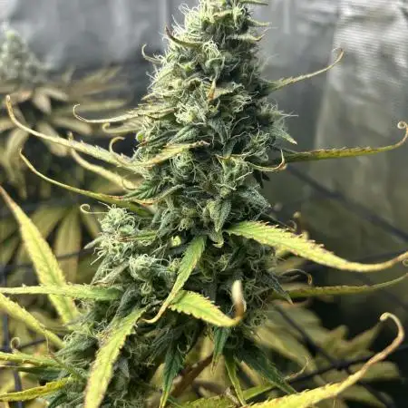 Desfran in hydro