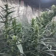 Strawberry Cough (DWC) 2
