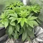 Blue Dream in Hydro (DWC)