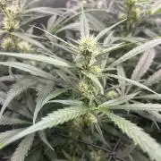 Maui Waui (DWC) 2