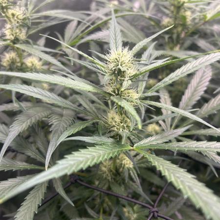 Maui Waui (DWC) 2