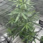 Strawberry Cough (DWC) 2