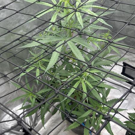 Strawberry Cough (DWC) 2