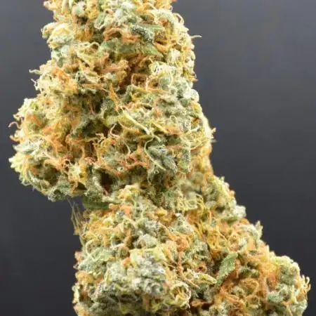 Maui Waui (DWC) 2