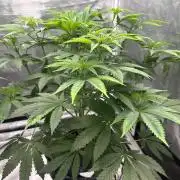 Hella Jelly (DWC)