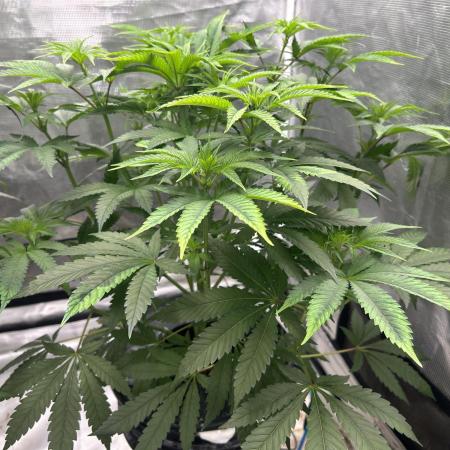 Hella Jelly (DWC)