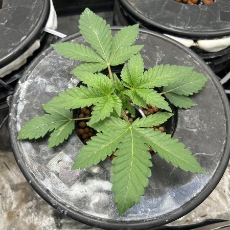 Afghan Kush (DWC)