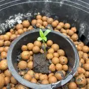 Mimosa x The Brunch “Lover’s Cut” DWC