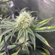 Hella Jelly (DWC)