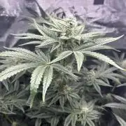 Afghan Kush (DWC)