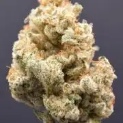 Godfather Bomb (DWC)