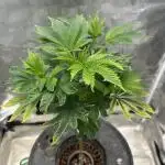 Ice Cream Cake in Hydro (DWC)