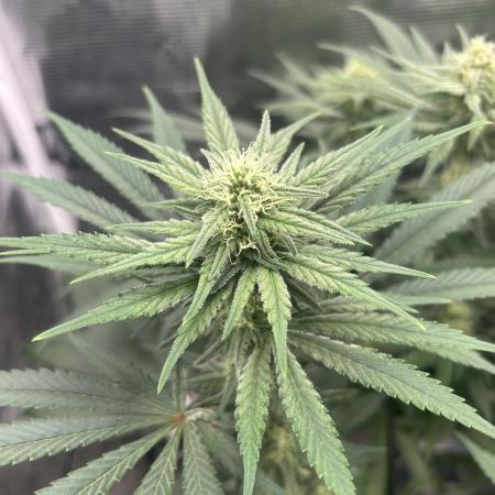 White Rhino (DWC)