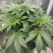 Afghan Kush (DWC)