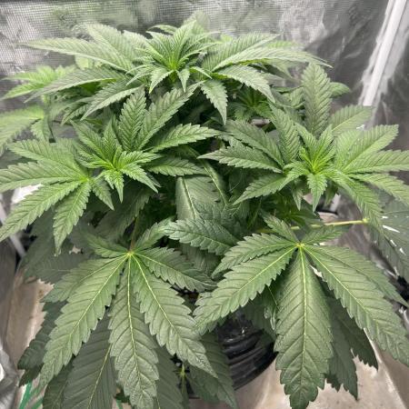 Afghan Kush (DWC)