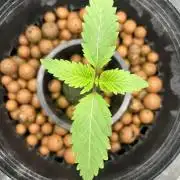 Godfather Bomb (DWC)