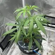 Strawberry Cough (DWC) 2