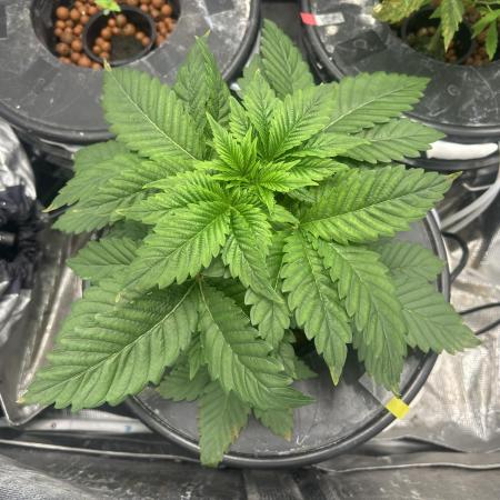 Dream Widow (DWC)