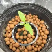 Strawberry Cough (DWC) 2