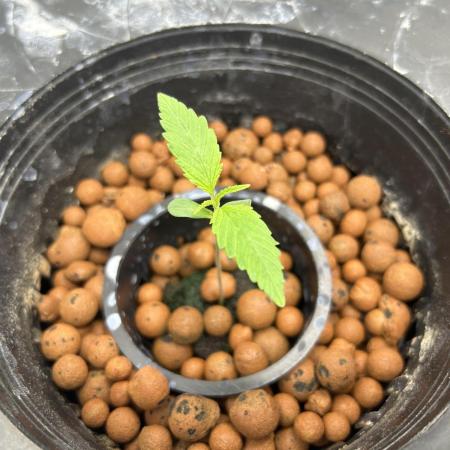 Strawberry Cough (DWC) 2
