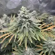 White Rhino (DWC)