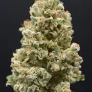 White Rhino (DWC)
