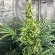 Bay 11 (DWC)