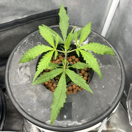 Strawberry Cough (DWC)
