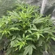 Blue Dream in Hydro (DWC)