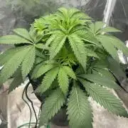 Godfather Bomb (DWC)