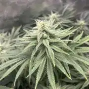 White Rhino (DWC)
