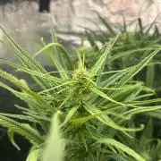 Strawberry Cough (DWC)