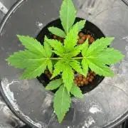 Mimosa x The Brunch “Lover’s Cut” DWC