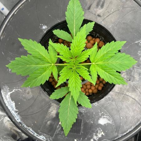 Mimosa x The Brunch “Lover’s Cut” DWC