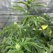 Blue Dream in Hydro (DWC)