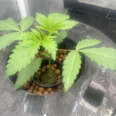 Godfather Bomb (DWC)