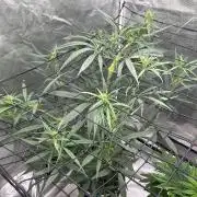 Strawberry Cough (DWC) 2
