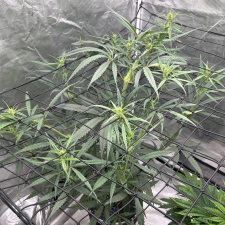 Strawberry Cough (DWC) 2