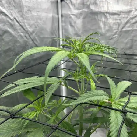 Desfran in hydro
